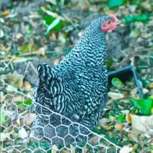how to build a chicken coop + raise backyard chickens
