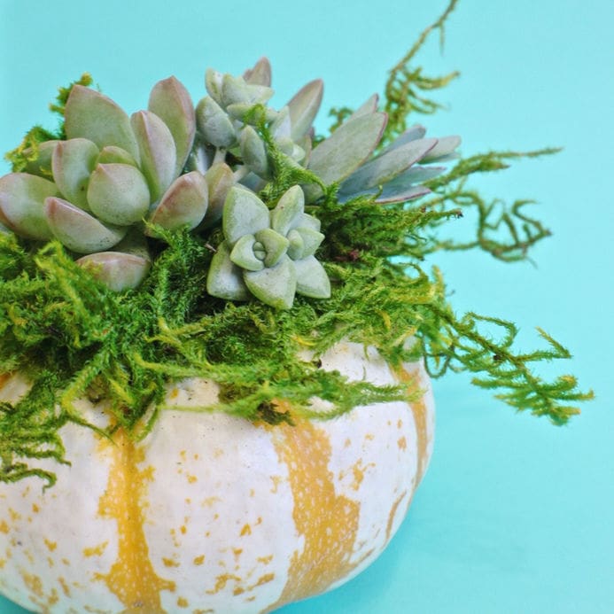 DIY Succulent Pumpkin from Dear Handmade Life
