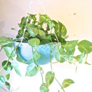 DIY Painted Pot + Macramé Hanging Plant Holder