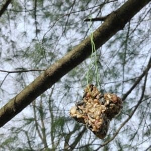 DIY Homemade bird seed ornaments from Dear Handmade Life